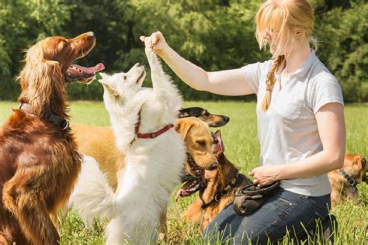 Do animal trainers make good money?