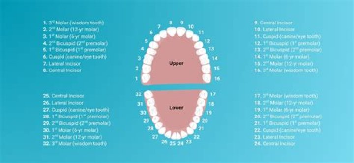 Do dentists run credit checks?
