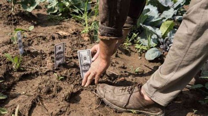 Do rice farmers make good money?
