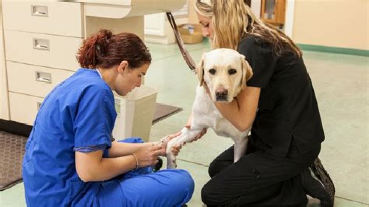 Do vet techs perform surgery?