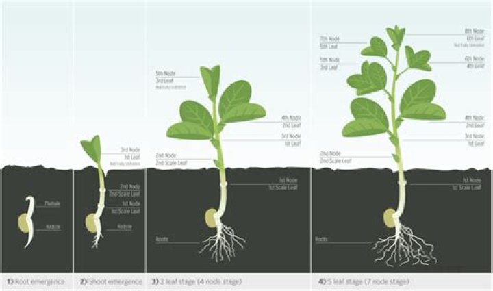 How does sugar affect bean plant growth?