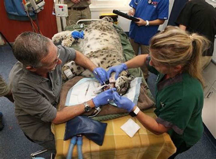 How many surgeries do vets do a day?