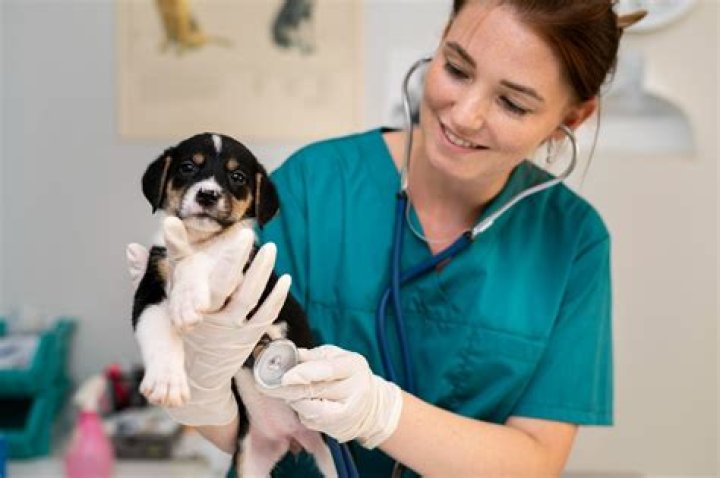 How many veterinarians are employed in the US?