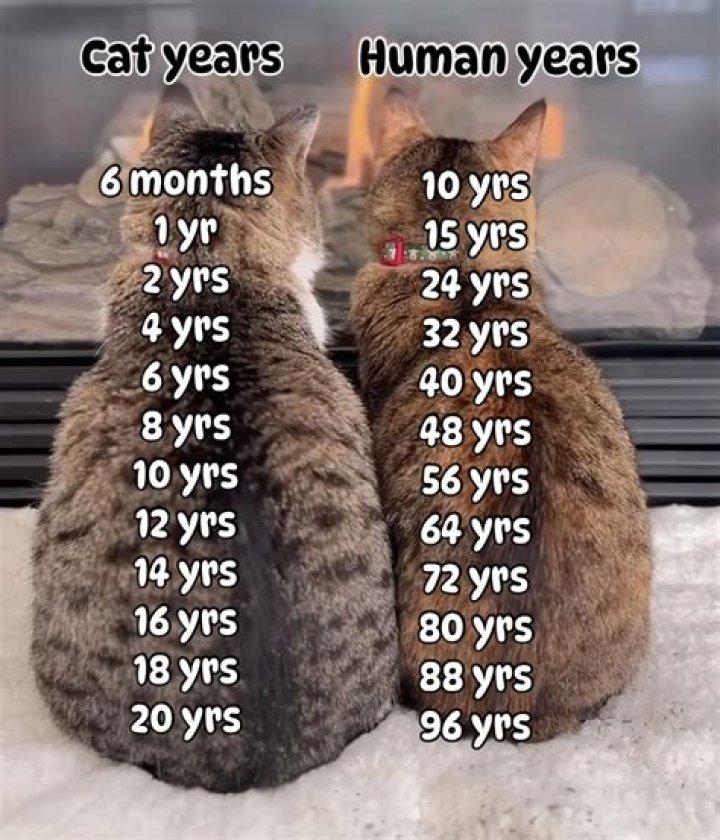 How many years does a teacher have?