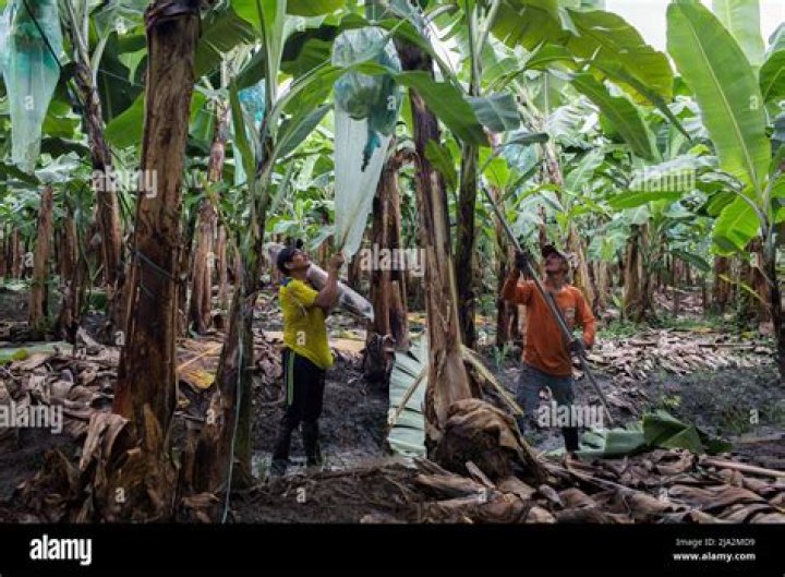 How much do banana workers make?