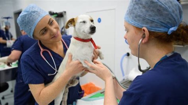 How much does a veterinary technologist make in Virginia?