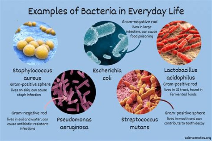 What are some examples of foods produced with the aid of microbes?