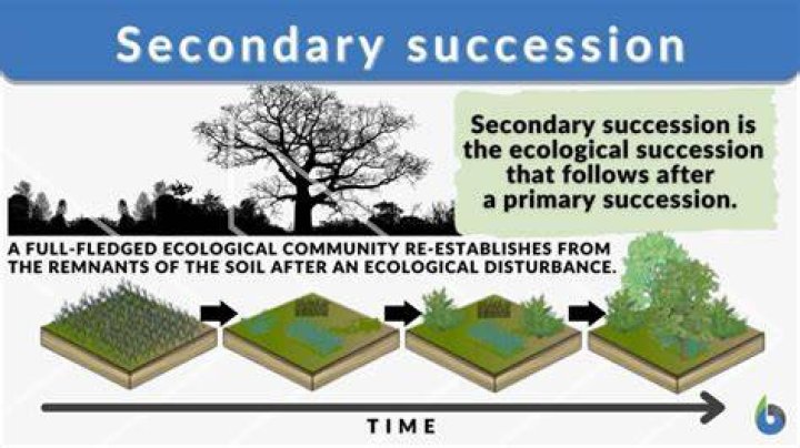 What are the factors affecting succession?