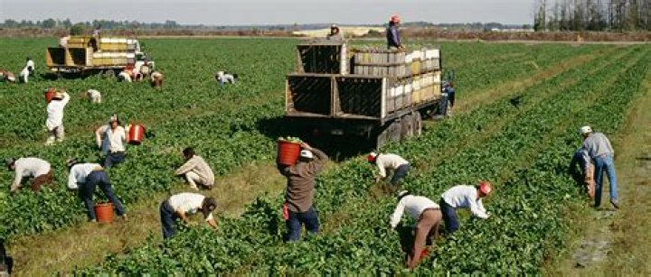 What crops did migrant workers pick in the 1930s?