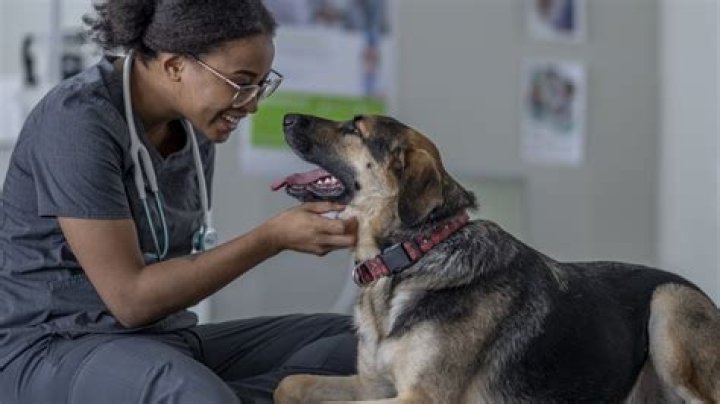 What is better vet tech or veterinarian?