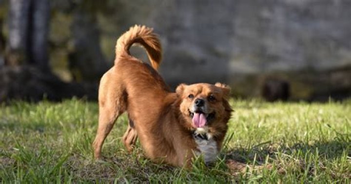 What is the message of wag the dog?