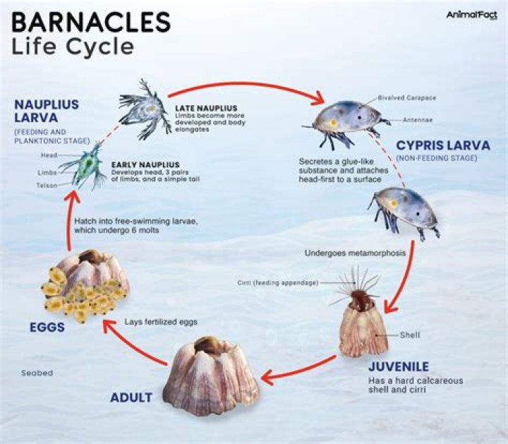 Who is barnacles first wife?